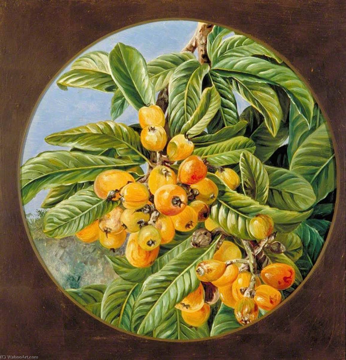 WikiOO.org - Enciclopedia of Fine Arts - Pictura, lucrări de artă Marianne North - Foliage and Fruit of the Loquat or Japanese Medlar, Brazil