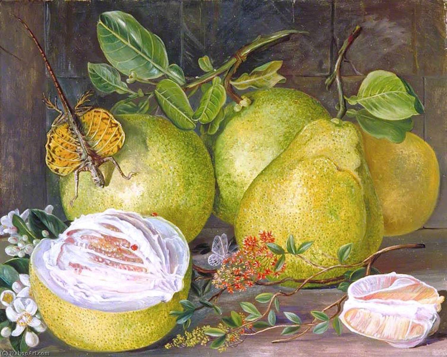 Wikioo.org - The Encyclopedia of Fine Arts - Painting, Artwork by Marianne North - Flowers and Fruit of the Pomelo, a Branch of Hennah and Flying Lizard, Sarawak