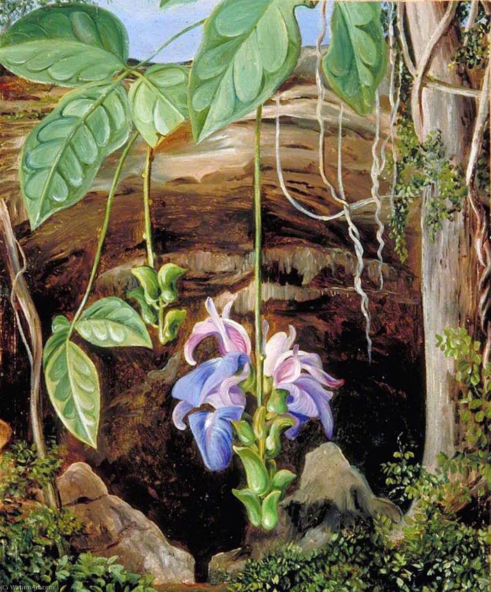 WikiOO.org - Encyclopedia of Fine Arts - Maľba, Artwork Marianne North - Flowers of a Twiner, Brazil
