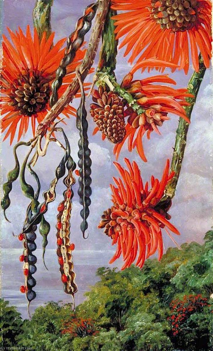Wikioo.org - The Encyclopedia of Fine Arts - Painting, Artwork by Marianne North - Flowers of Another Kind of Coral Tree