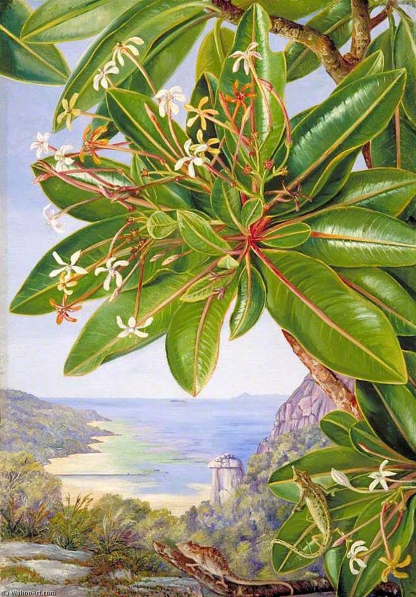 WikiOO.org - Encyclopedia of Fine Arts - Lukisan, Artwork Marianne North - Flowers of a Bush and Pitcher Plant, Mahé