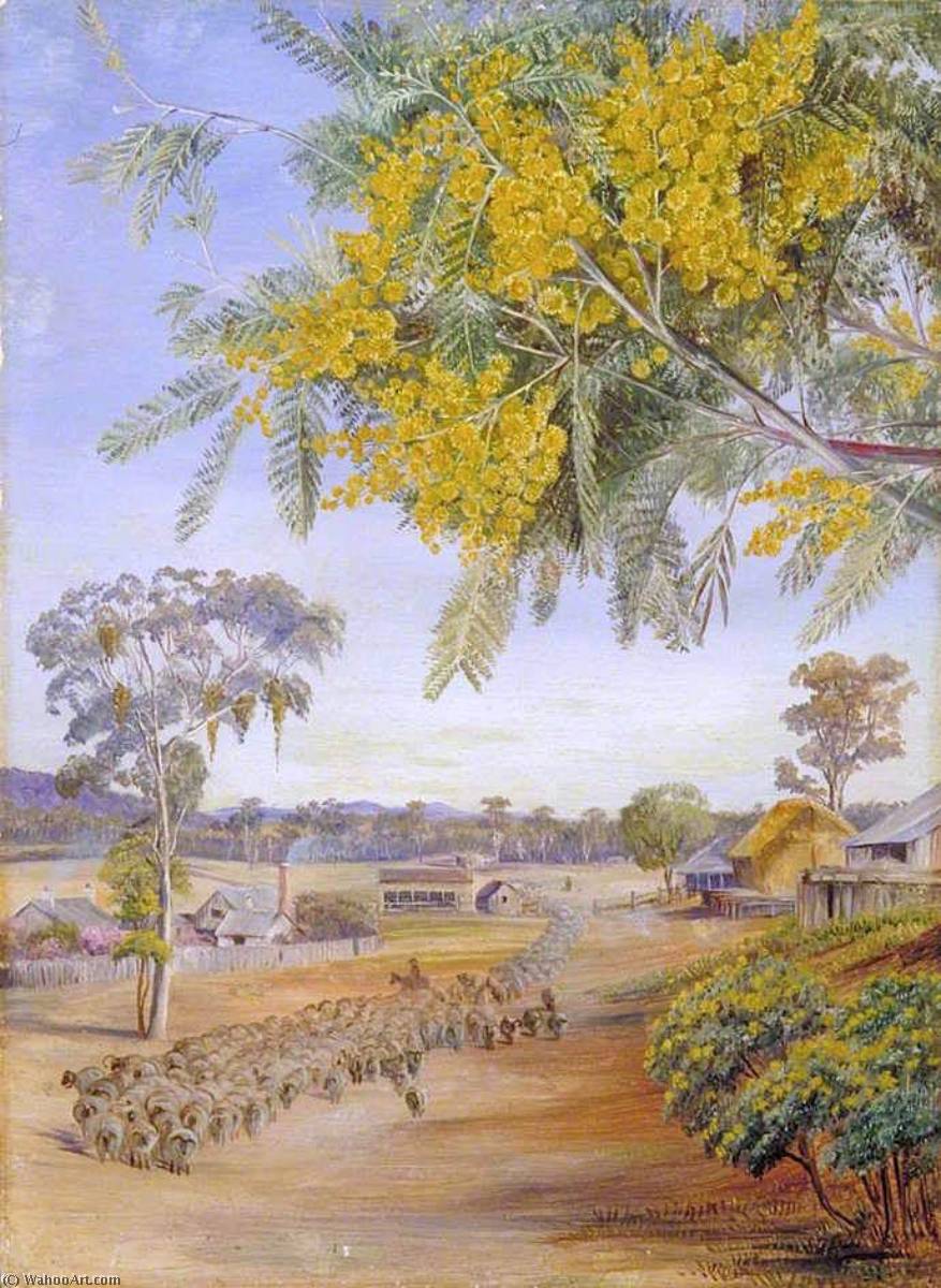 WikiOO.org - Güzel Sanatlar Ansiklopedisi - Resim, Resimler Marianne North - Flowers and Foliage of the Silver Wattle, Queensland