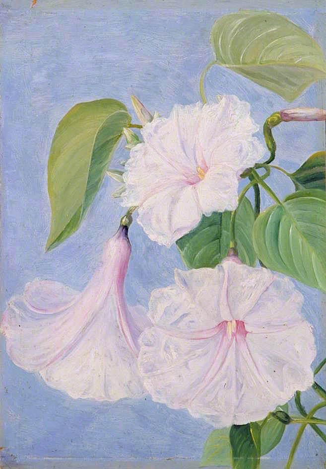 Wikioo.org - Bách khoa toàn thư về mỹ thuật - Vẽ tranh, Tác phẩm nghệ thuật Marianne North - Flowers of a Shrubby Convolvulus, Jamaica