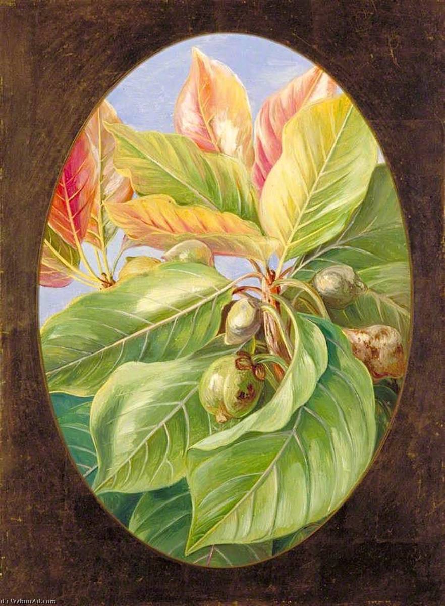 Wikioo.org - The Encyclopedia of Fine Arts - Painting, Artwork by Marianne North - Foliage and Fruit of the Mahwa