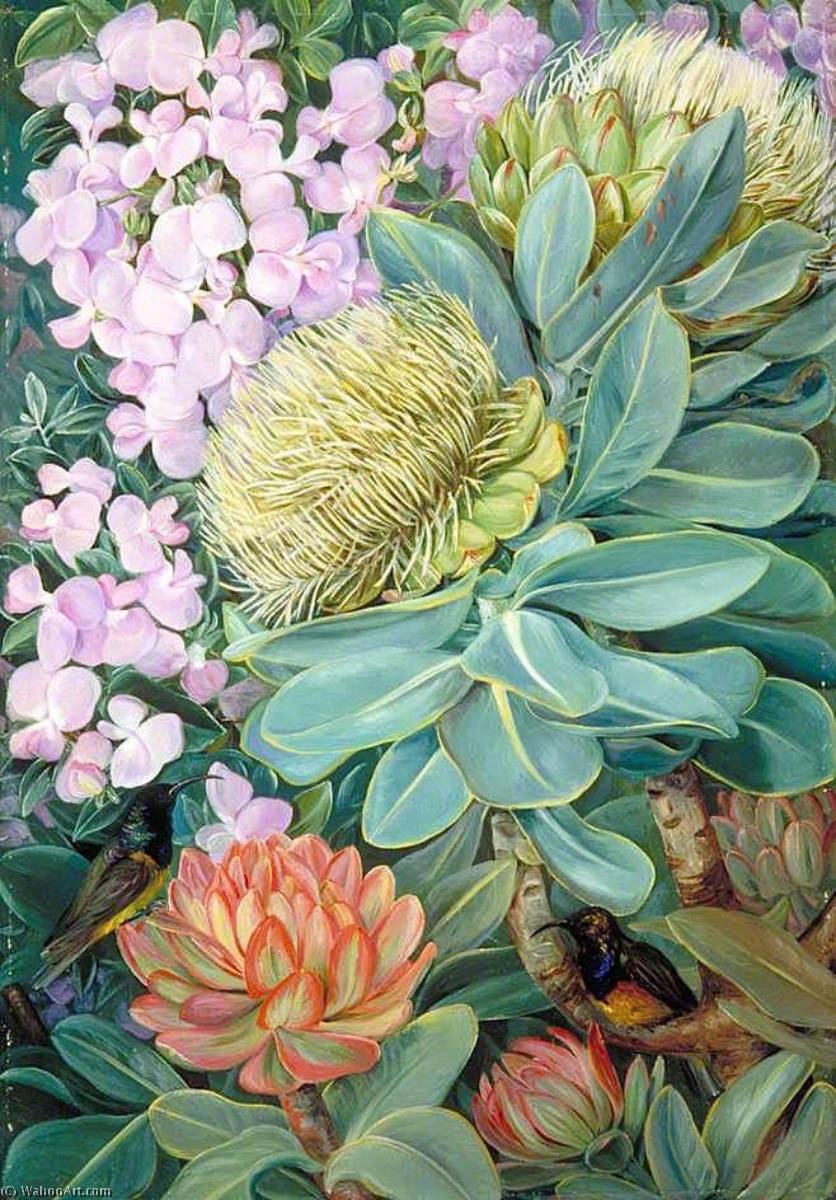Wikioo.org - The Encyclopedia of Fine Arts - Painting, Artwork by Marianne North - Flowers of the Wagenboom and a Podalyria, and Honeysuckers