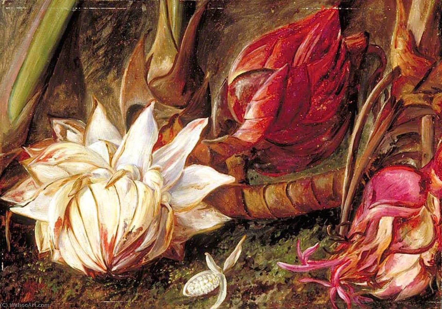 Wikioo.org - The Encyclopedia of Fine Arts - Painting, Artwork by Marianne North - Inflorescence of a Plant of the Ginger Family from Java