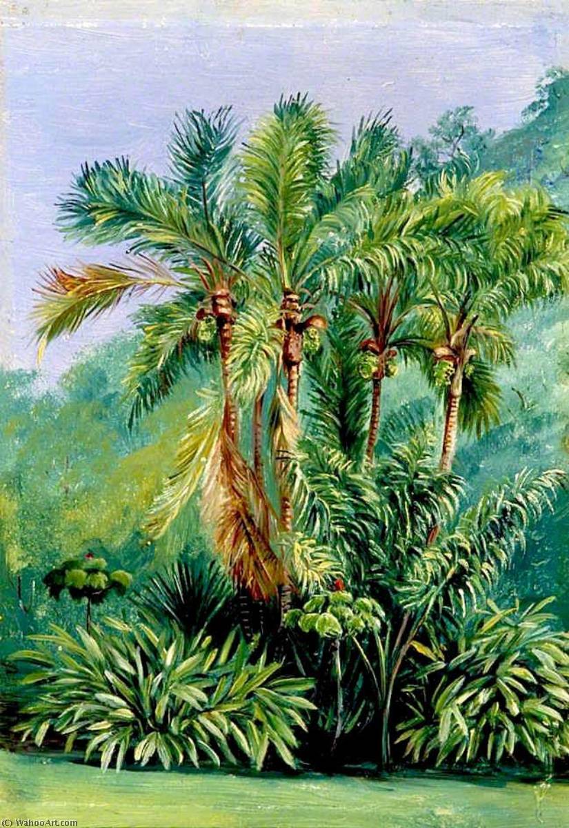 WikiOO.org - Encyclopedia of Fine Arts - Lukisan, Artwork Marianne North - Group of Small Palms, Rio Janeiro, Brazil
