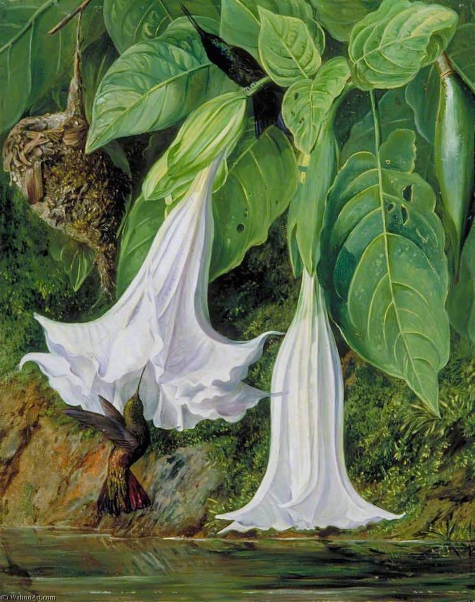 Wikioo.org - The Encyclopedia of Fine Arts - Painting, Artwork by Marianne North - Flowers of Datura and Humming Birds, Brazil