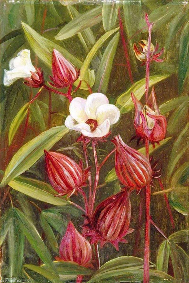 Wikioo.org - The Encyclopedia of Fine Arts - Painting, Artwork by Marianne North - Flowers of Roselle