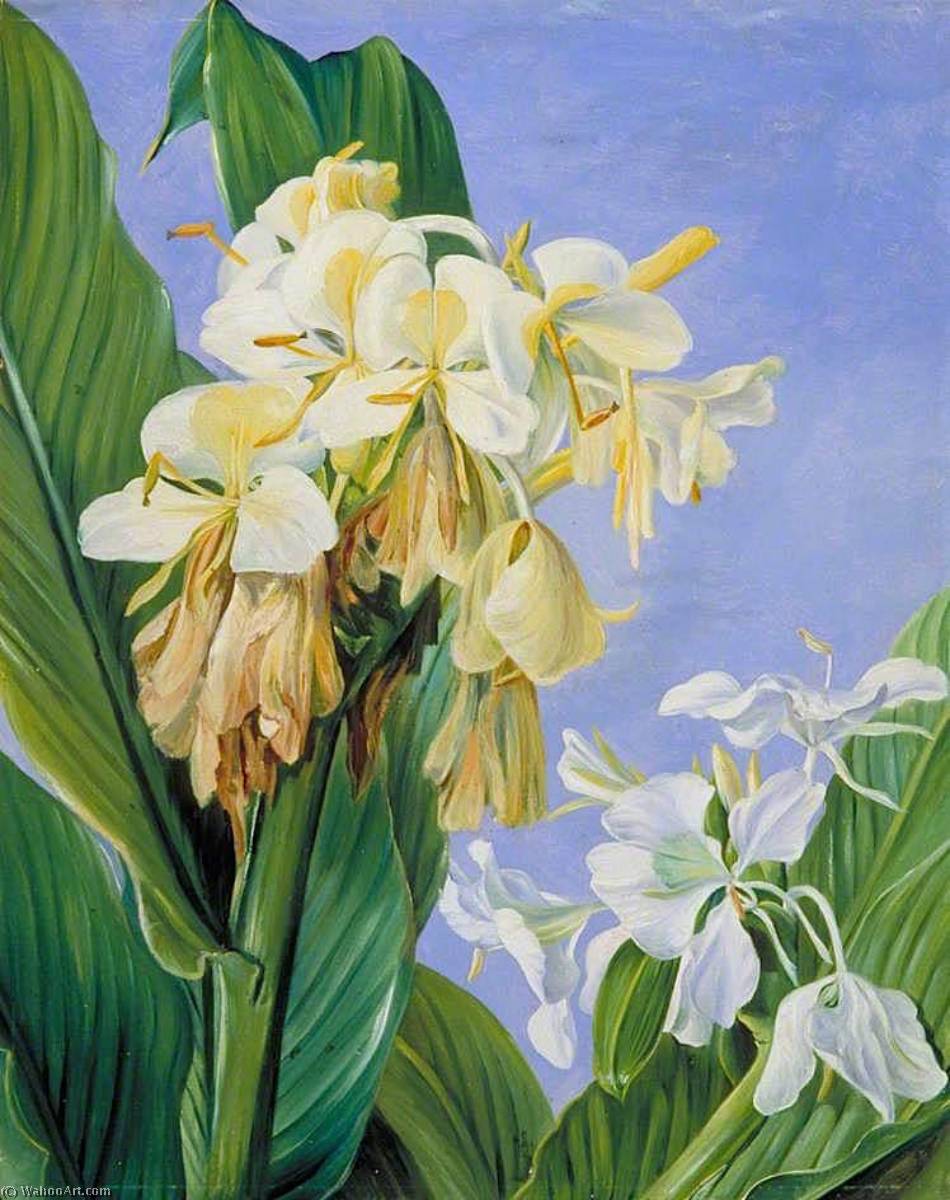 Wikioo.org - The Encyclopedia of Fine Arts - Painting, Artwork by Marianne North - Flowers of Hedychium, Botanic Gardens, Brazil