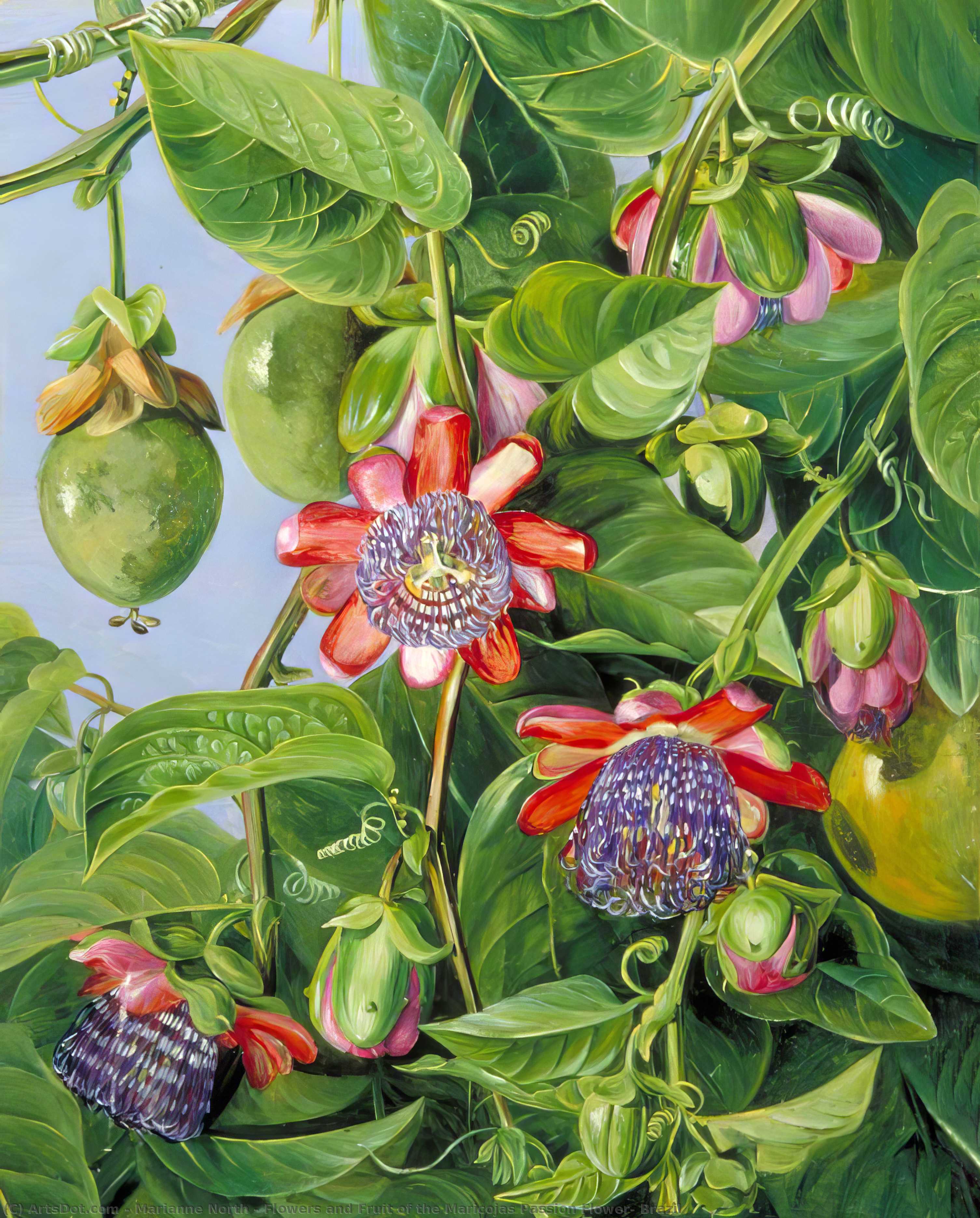 Wikioo.org – L'Enciclopedia delle Belle Arti - Pittura, Opere di Marianne North - fiori e frutta del Maricojas fiore della passione , Brasile