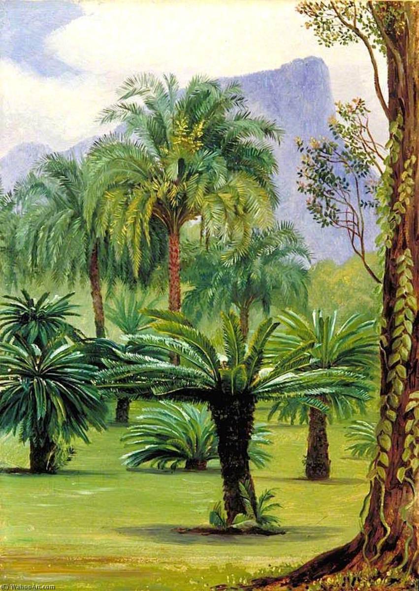 Wikioo.org - The Encyclopedia of Fine Arts - Painting, Artwork by Marianne North - Group of Sago Yielding Cycads in the Botanic Garden at Rio Janeiro