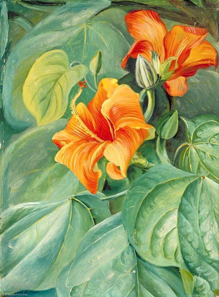 WikiOO.org - 백과 사전 - 회화, 삽화 Marianne North - Foliage and Flowers of the Mahoe, Jamaica