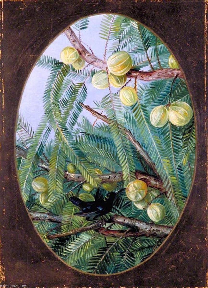 Wikioo.org – La Enciclopedia de las Bellas Artes - Pintura, Obras de arte de Marianne North - Follaje y De la fruta Emblica officinalis