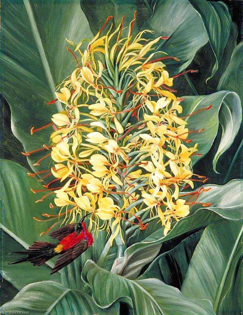 Wikioo.org - The Encyclopedia of Fine Arts - Painting, Artwork by Marianne North - Hedychium gardnerianum and Sunbird, India