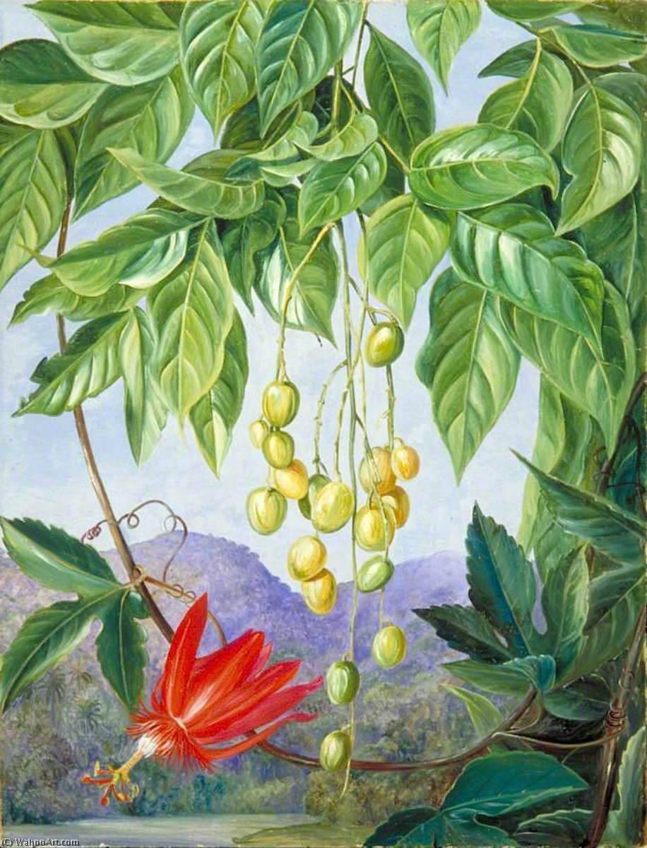 Wikioo.org - The Encyclopedia of Fine Arts - Painting, Artwork by Marianne North - Foliage and Fruit of the Wampee and American Passion Flower