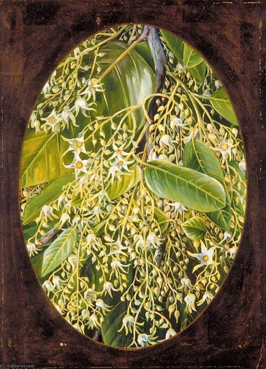WikiOO.org - אנציקלופדיה לאמנויות יפות - ציור, יצירות אמנות Marianne North - Flowers of Sal