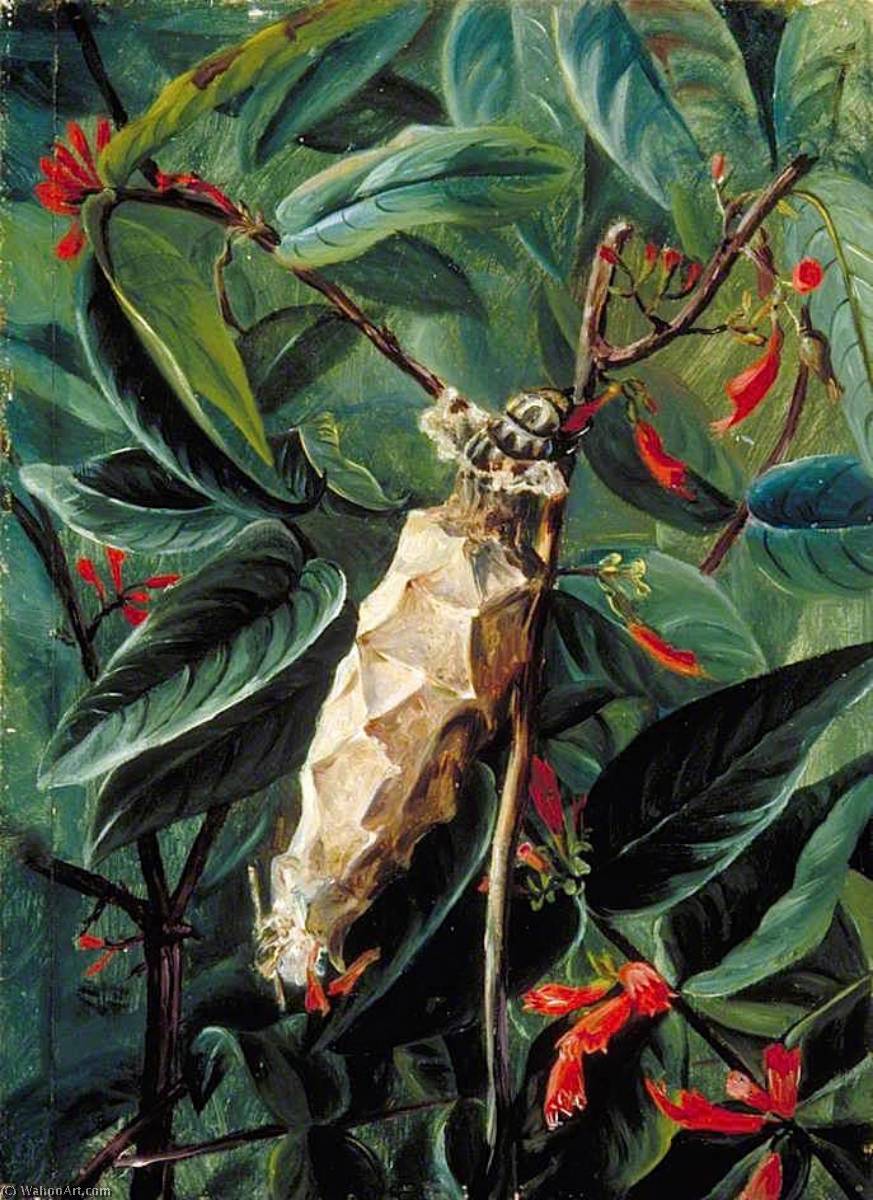 WikiOO.org - Encyclopedia of Fine Arts - Maleri, Artwork Marianne North - The House Builder Caterpillar on a Flowering Shrub, Brazil