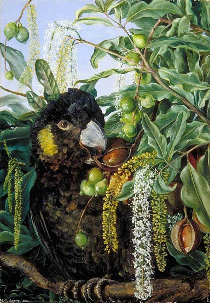 Wikioo.org - The Encyclopedia of Fine Arts - Painting, Artwork by Marianne North - Foliage, Flowers and Fruit of a Queensland Tree, and Black Cockatoo