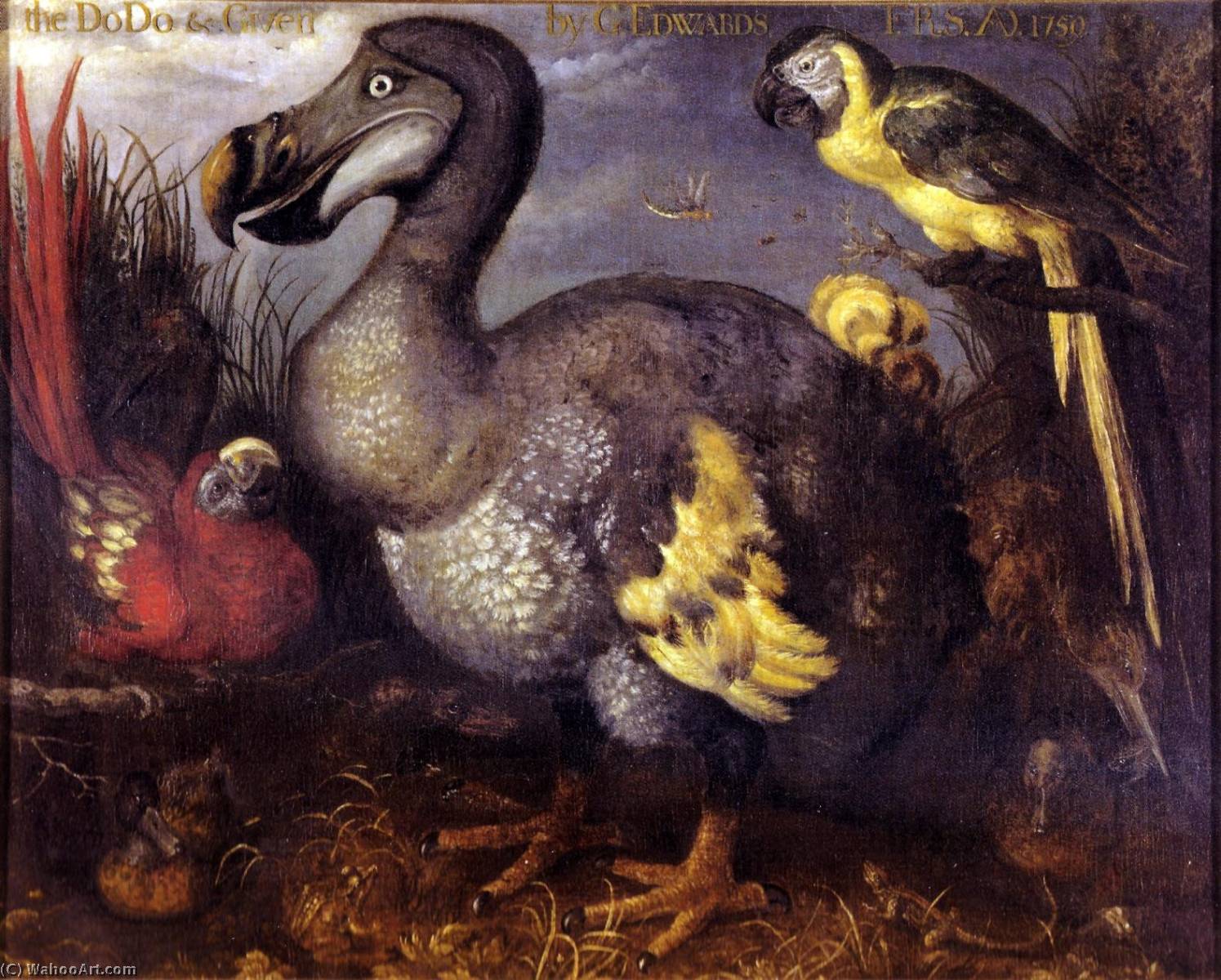 Wikioo.org – L'Encyclopédie des Beaux Arts - Peinture, Oeuvre de Roelant Savery - Edward's Le dodo