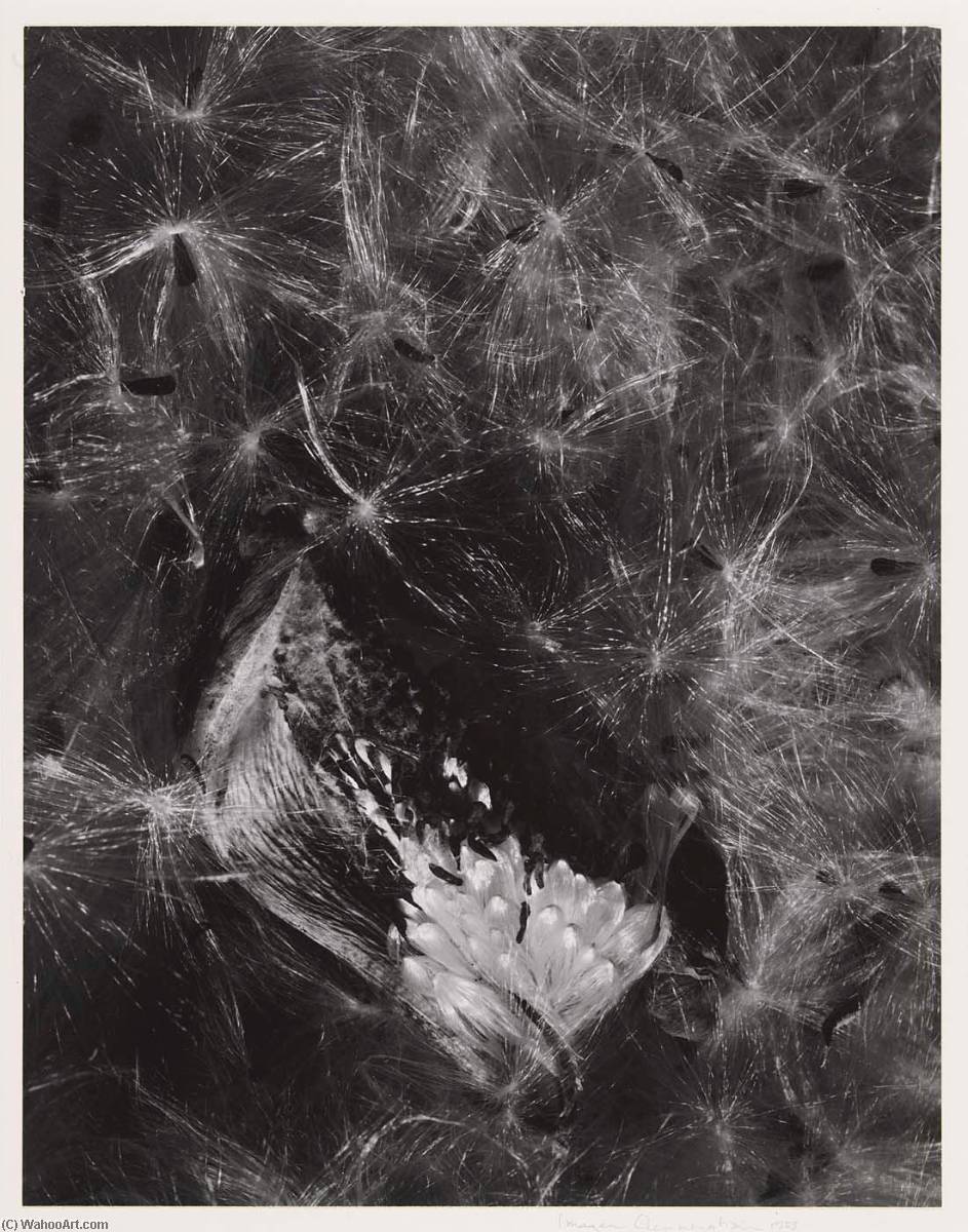 Wikioo.org - The Encyclopedia of Fine Arts - Painting, Artwork by Imogen Cunningham - Auragia