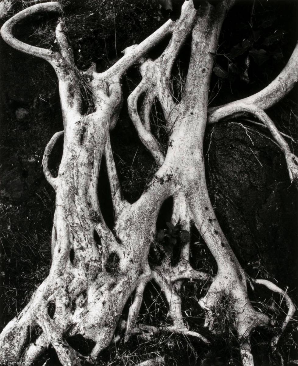 WikiOO.org - Enciclopedia of Fine Arts - Pictura, lucrări de artă Brett Weston - Banyan Roots