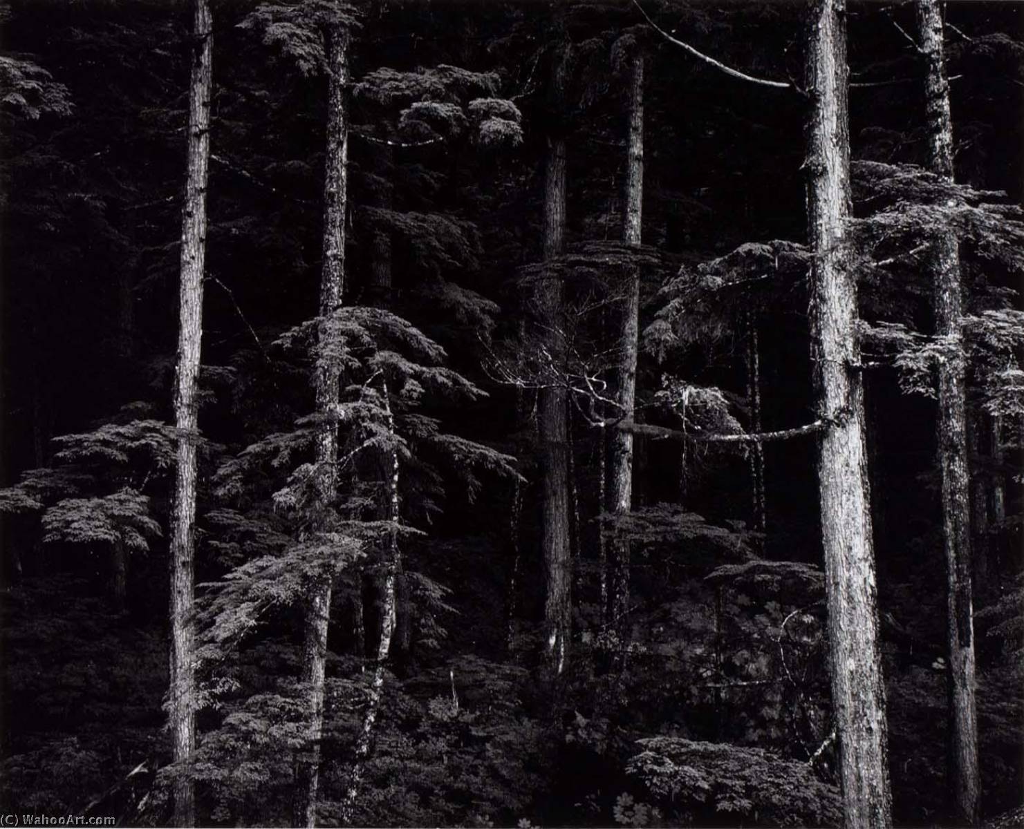 WikiOO.org - Enciclopedia of Fine Arts - Pictura, lucrări de artă Brett Weston - Untitled (Pines, Trunks)