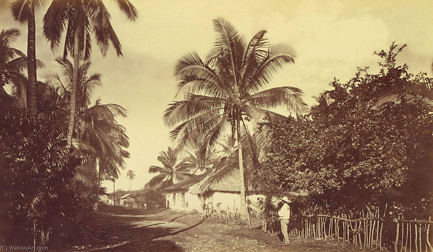 WikiOO.org - Enciclopedia of Fine Arts - Pictura, lucrări de artă Eadweard Muybridge - Cocoa Palm Retalhuleu, Guatemala