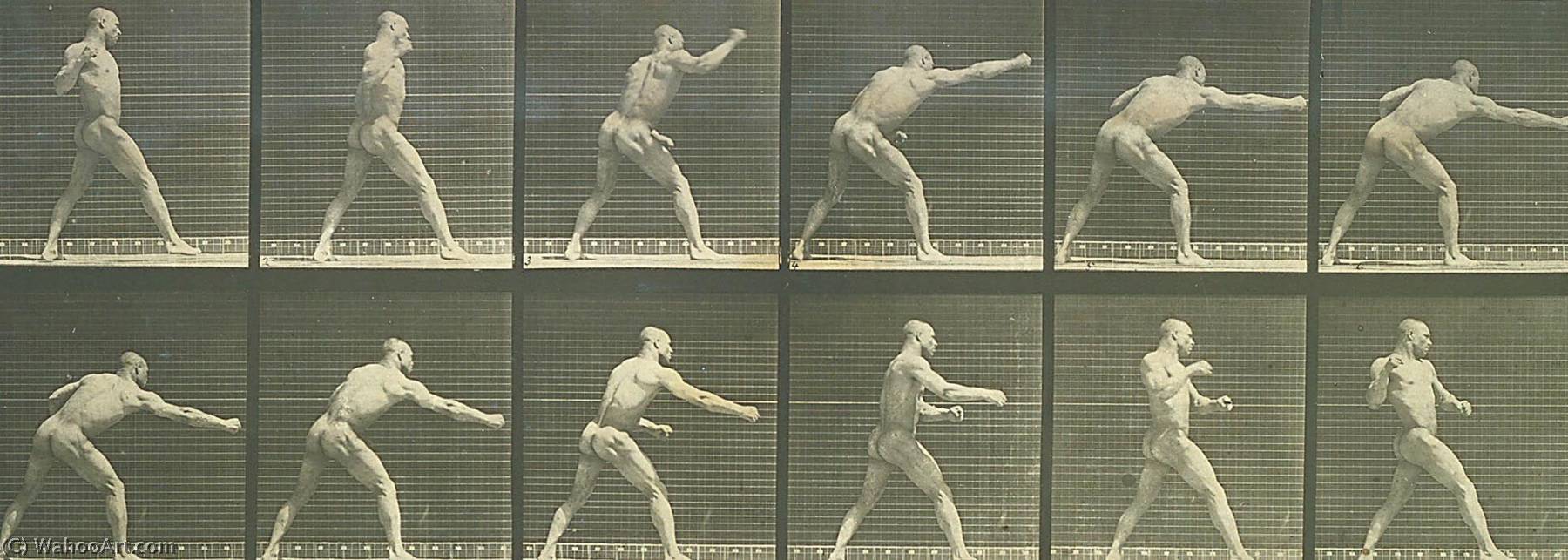 Wikioo.org - The Encyclopedia of Fine Arts - Painting, Artwork by Eadweard Muybridge - Pugilist Striking a Blow, from the book Animal Locomotion