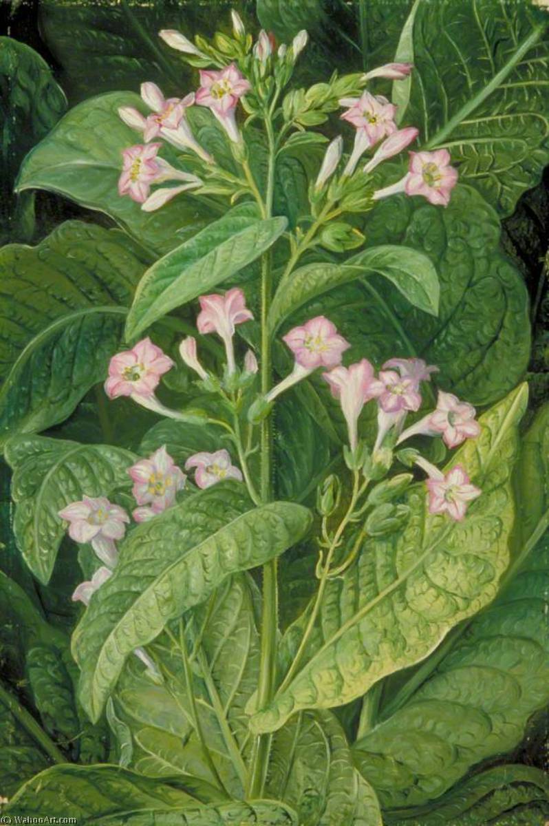 Wikioo.org - The Encyclopedia of Fine Arts - Painting, Artwork by Marianne North - Common Tobacco