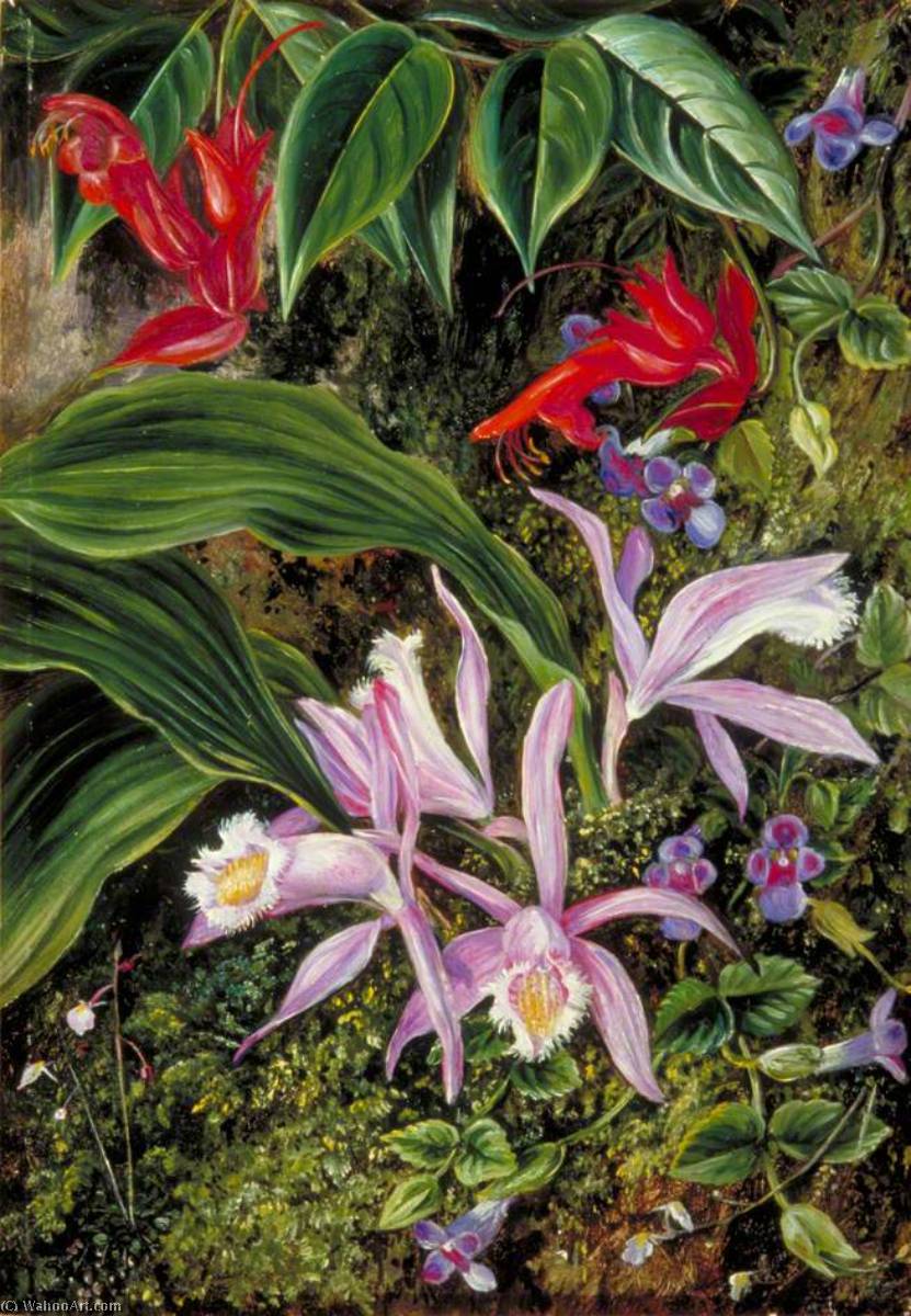 WikiOO.org - Encyclopedia of Fine Arts - Malba, Artwork Marianne North - Wild Flowers of Darjeeling, India
