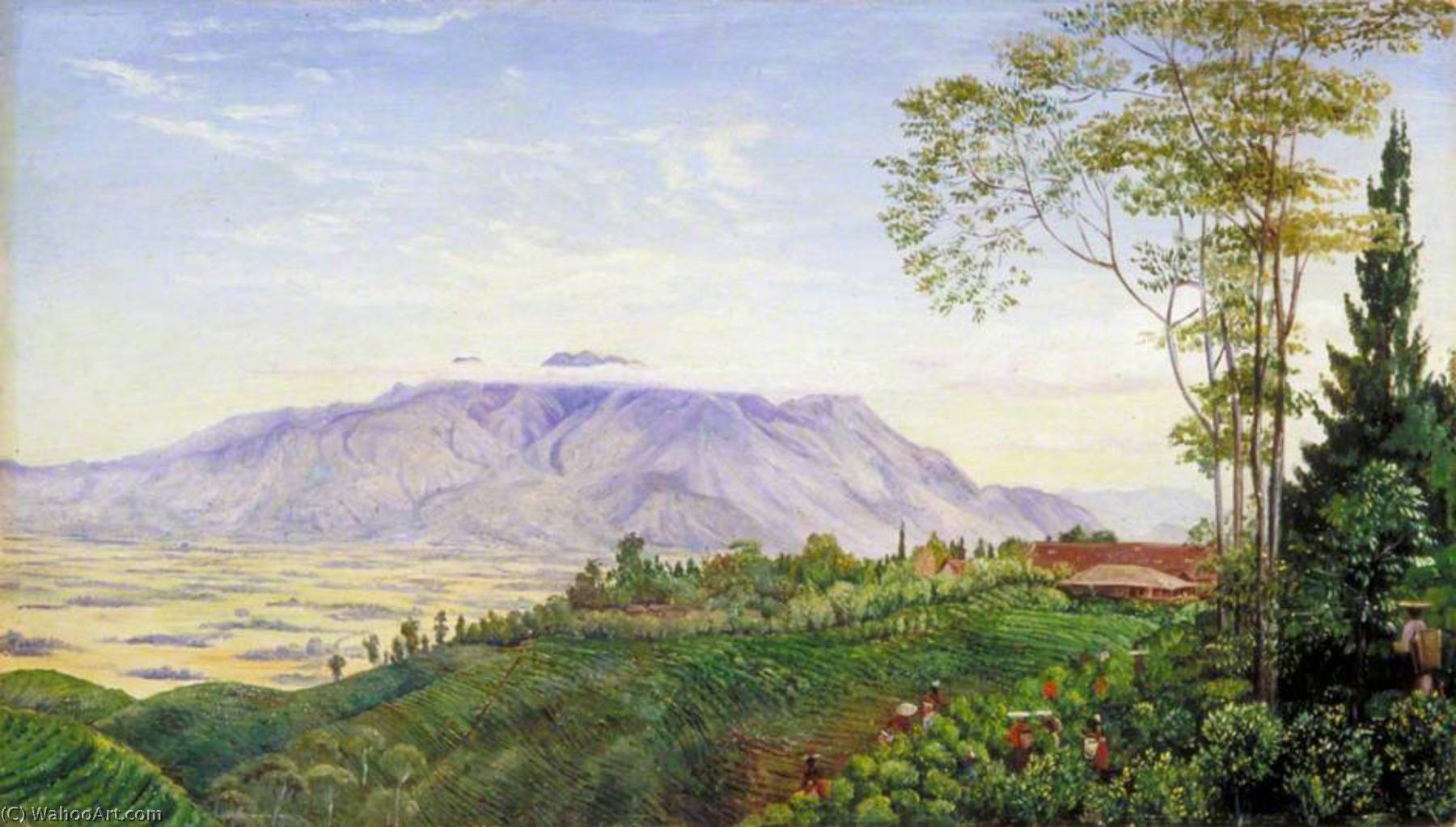WikiOO.org - Encyclopedia of Fine Arts - Maleri, Artwork Marianne North - Tea Gathering in Mr Hölle's Plantation at Garoet, Java