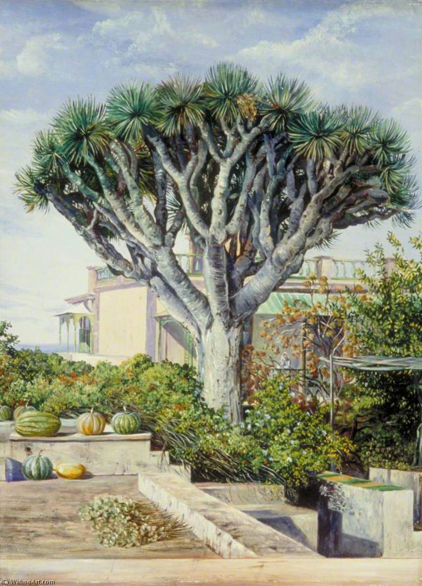 WikiOO.org - 백과 사전 - 회화, 삽화 Marianne North - Dragon Tree at Orotava, Teneriffe
