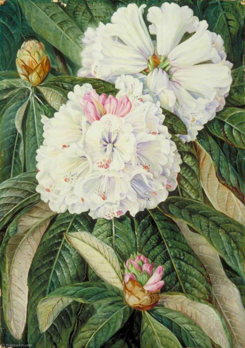 Wikioo.org – L'Enciclopedia delle Belle Arti - Pittura, Opere di Marianne North - Fogliame e Fiori del Granturco Rododendro grande