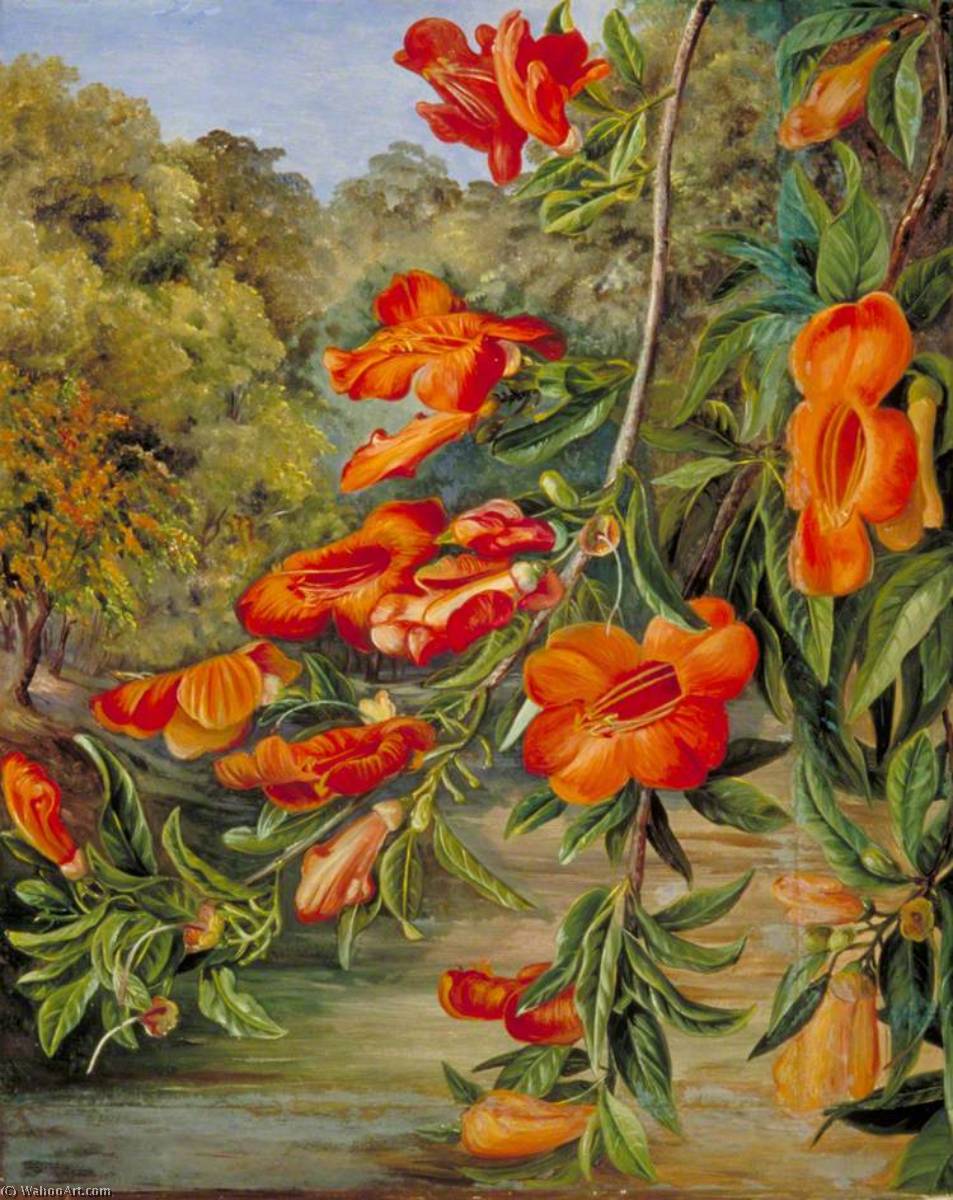 Wikioo.org - The Encyclopedia of Fine Arts - Painting, Artwork by Marianne North - Foliage and Flowers of an Indian Tree