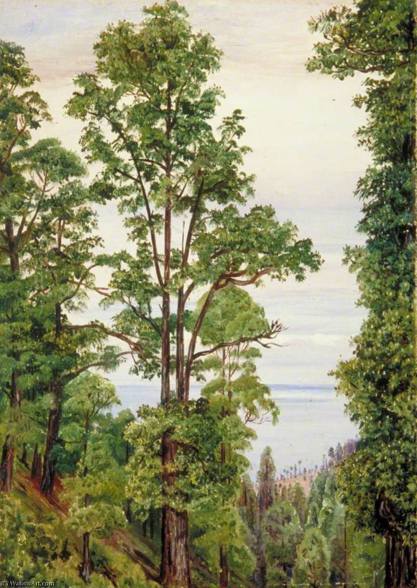 Wikioo.org - The Encyclopedia of Fine Arts - Painting, Artwork by Marianne North - The Canary Islands Pine at Icod, Teneriffe