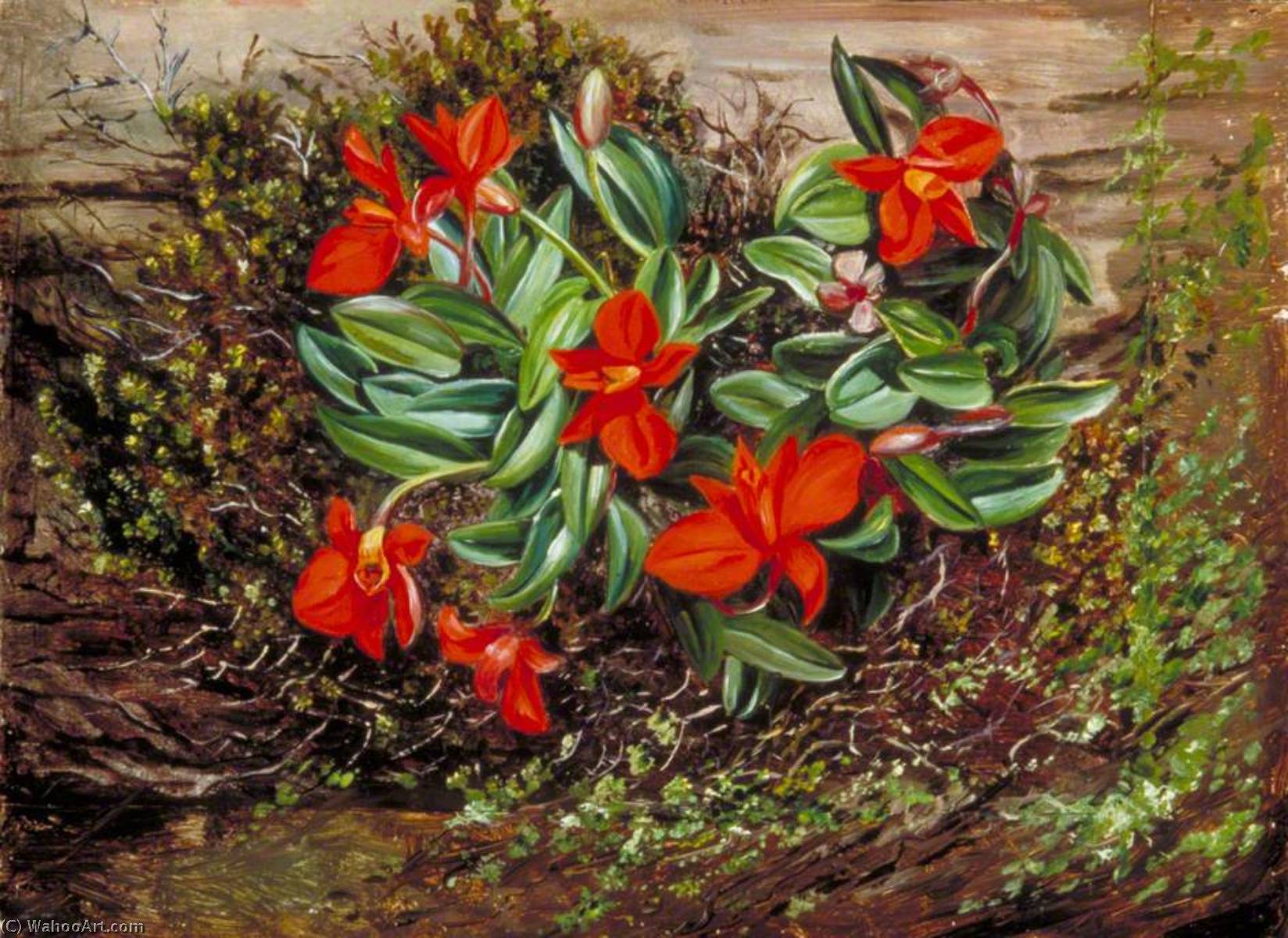 Wikioo.org - The Encyclopedia of Fine Arts - Painting, Artwork by Marianne North - A Brazilian Epiphytal Orchid