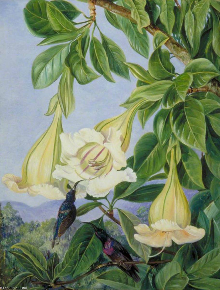 WikiOO.org - אנציקלופדיה לאמנויות יפות - ציור, יצירות אמנות Marianne North - Foliage and Flowers of a Tropical American Shrub and Honeysuckers