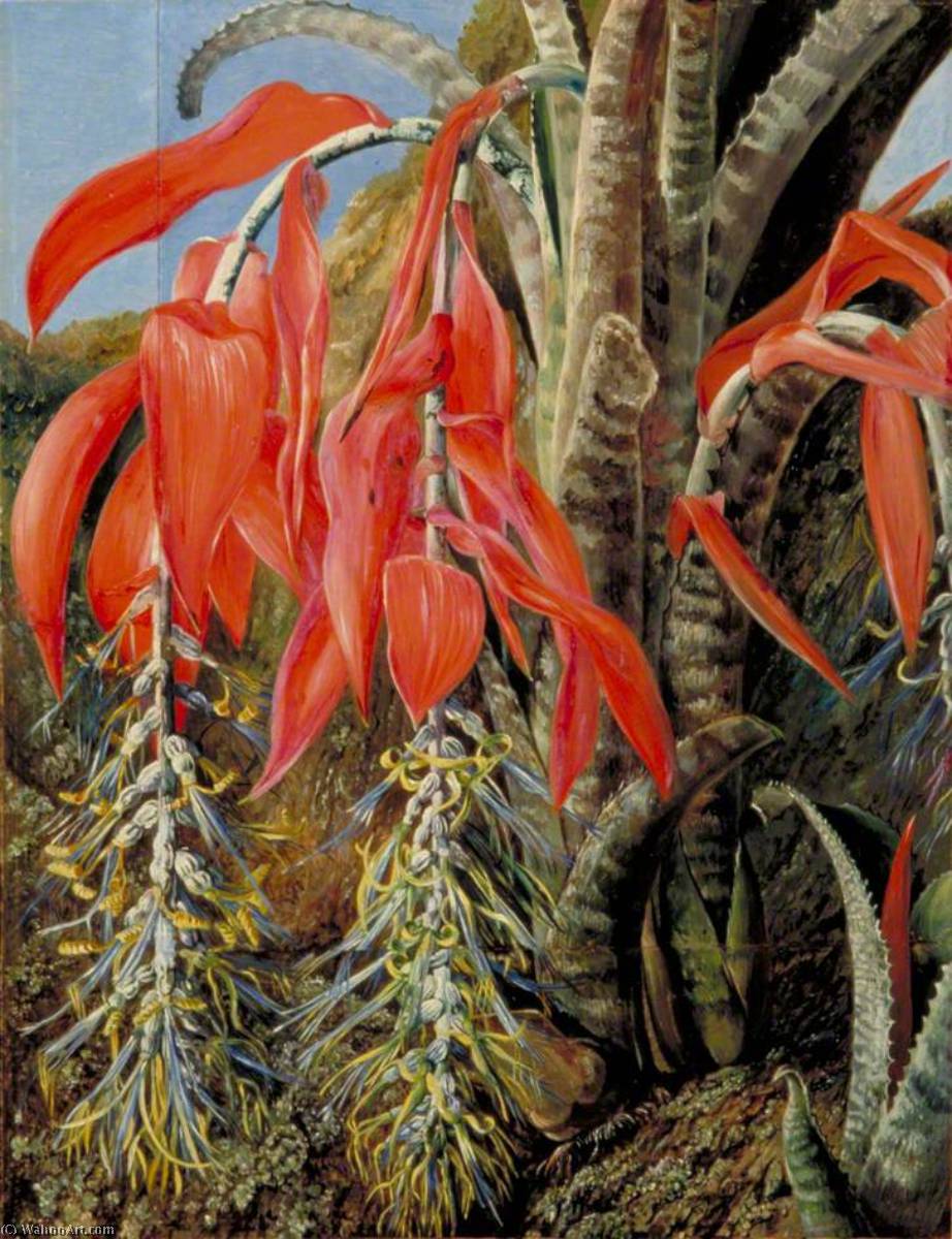 Wikioo.org - Die Enzyklopädie bildender Kunst - Malerei, Kunstwerk von Marianne North - Ein Brasilianer  epiphyte oder luft  pflanze