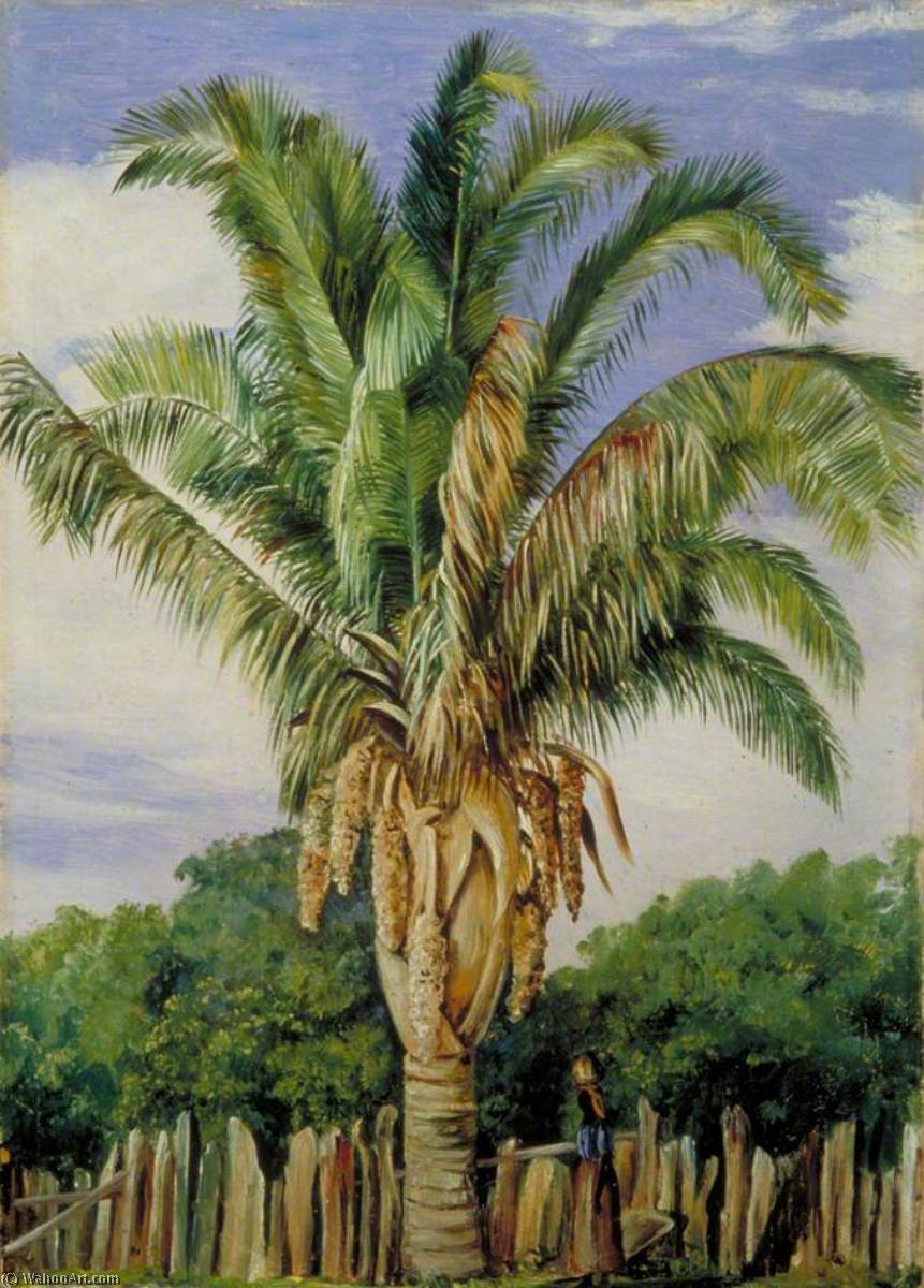 Wikioo.org - The Encyclopedia of Fine Arts - Painting, Artwork by Marianne North - Indian Palm at Sette, Lagoa, Brazil
