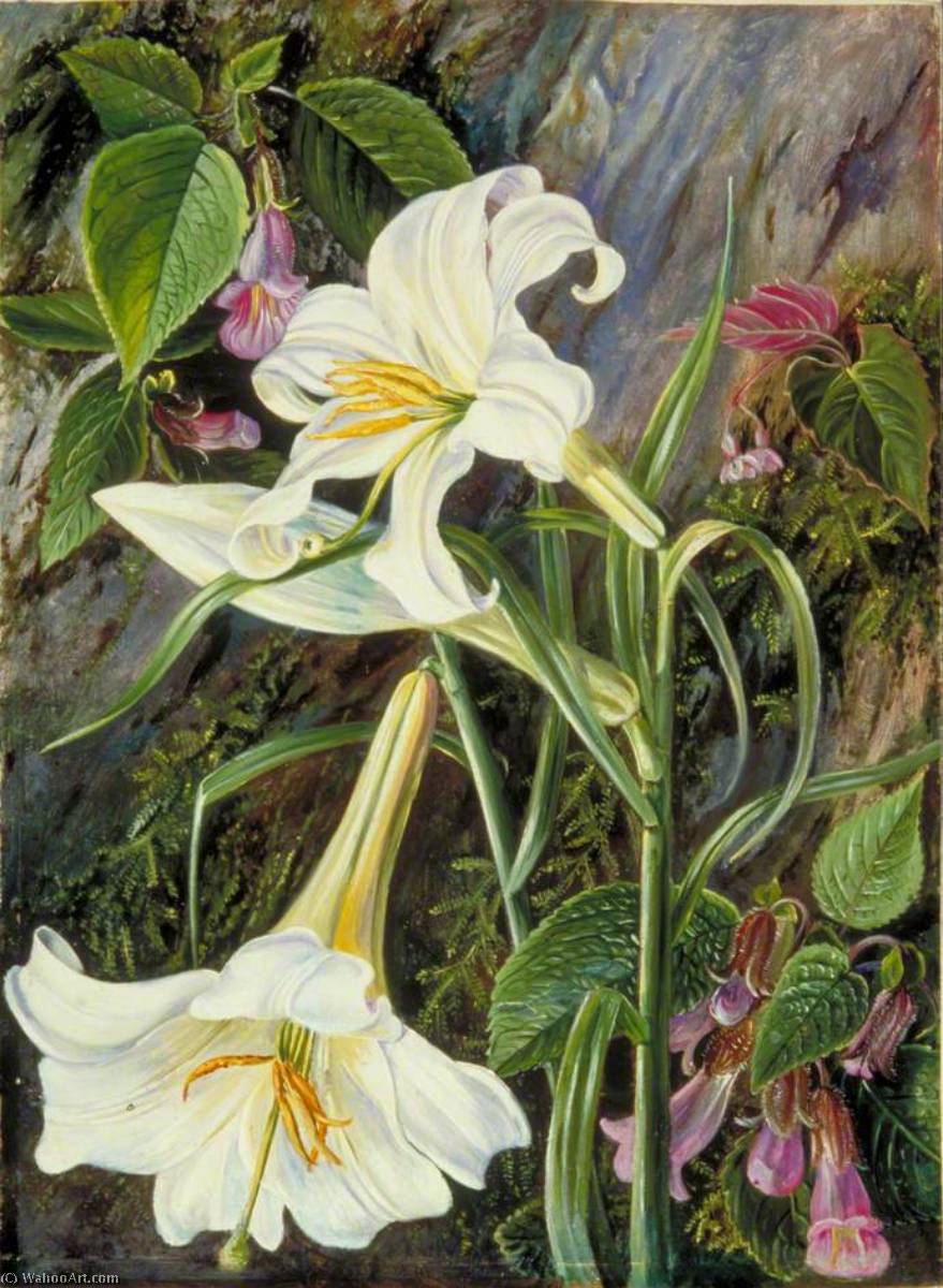 Wikioo.org - The Encyclopedia of Fine Arts - Painting, Artwork by Marianne North - The Great Lily of Nainee Tal, in North India