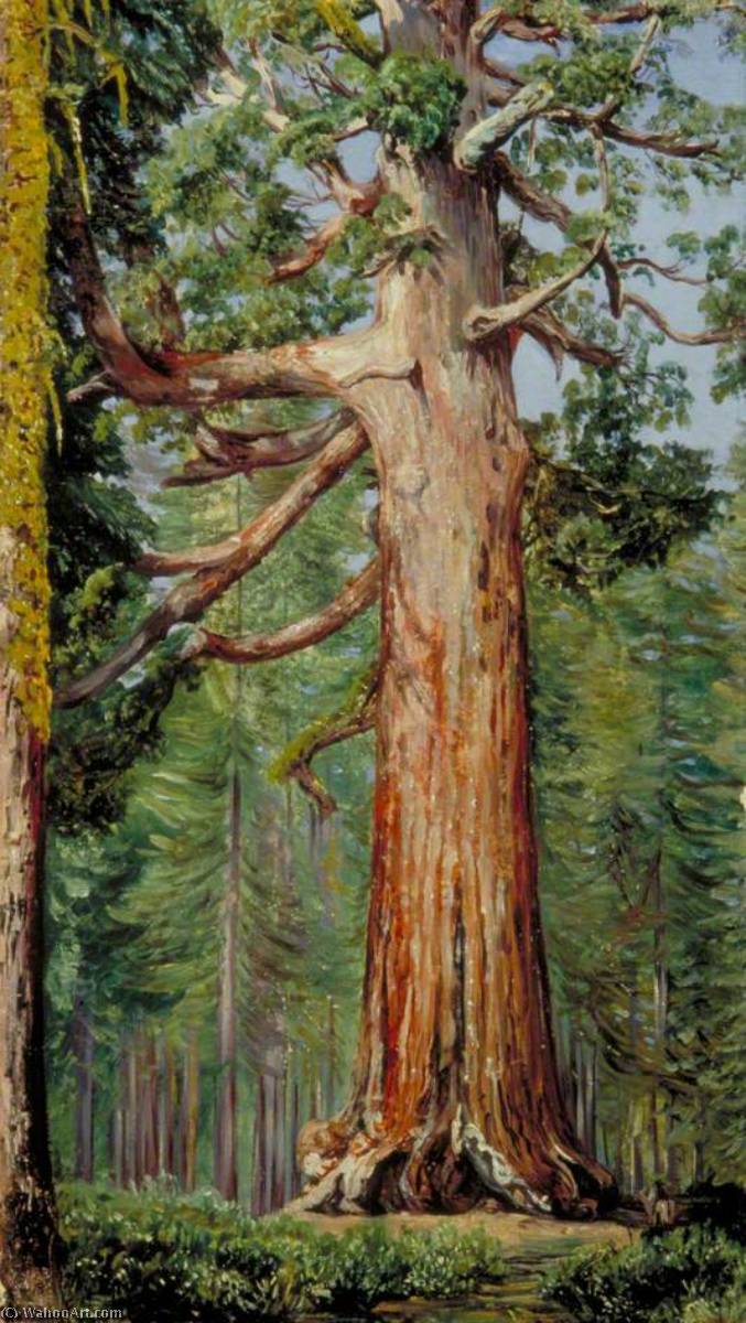 Wikioo.org - The Encyclopedia of Fine Arts - Painting, Artwork by Marianne North - The 'Great Grisly' Big Tree of the Mariposa Grove