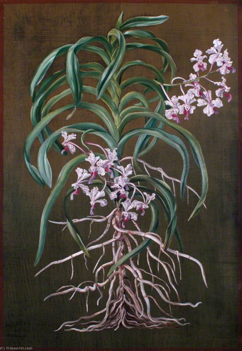 Wikioo.org - The Encyclopedia of Fine Arts - Painting, Artwork by Marianne North - An Orchid of Tropical Asia