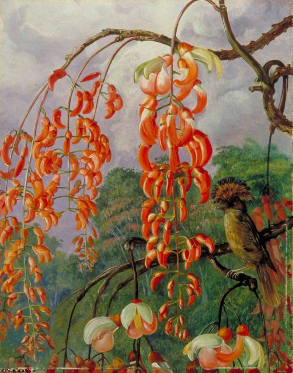 Wikioo.org - The Encyclopedia of Fine Arts - Painting, Artwork by Marianne North - Flowers of a Coral Tree and King of the Flycatchers, Brazil