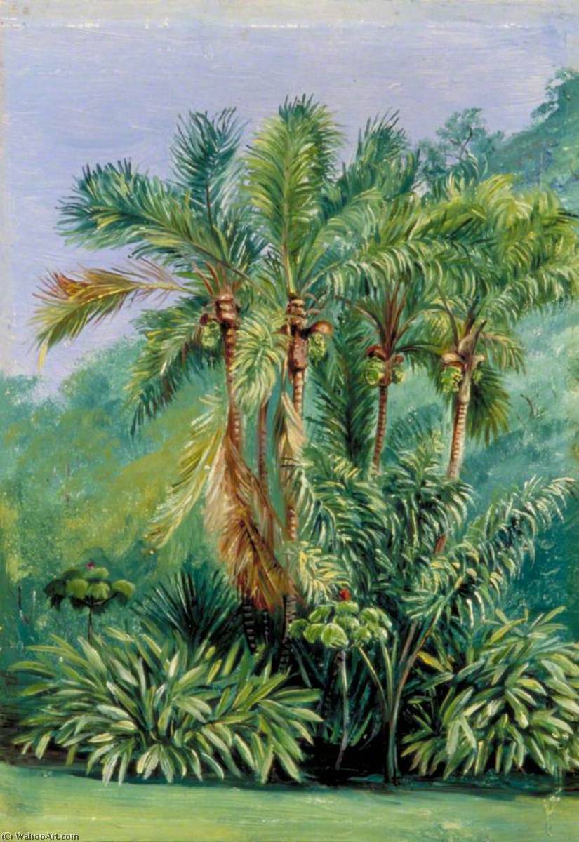 WikiOO.org - 백과 사전 - 회화, 삽화 Marianne North - Group of Small Palms, Rio Janeiro, Brazil