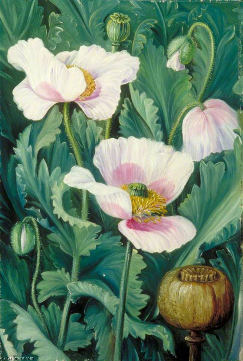WikiOO.org – 美術百科全書 - 繪畫，作品 Marianne North - 叶子 , 鲜花和 种子 容器的 鸦片战争 罂粟