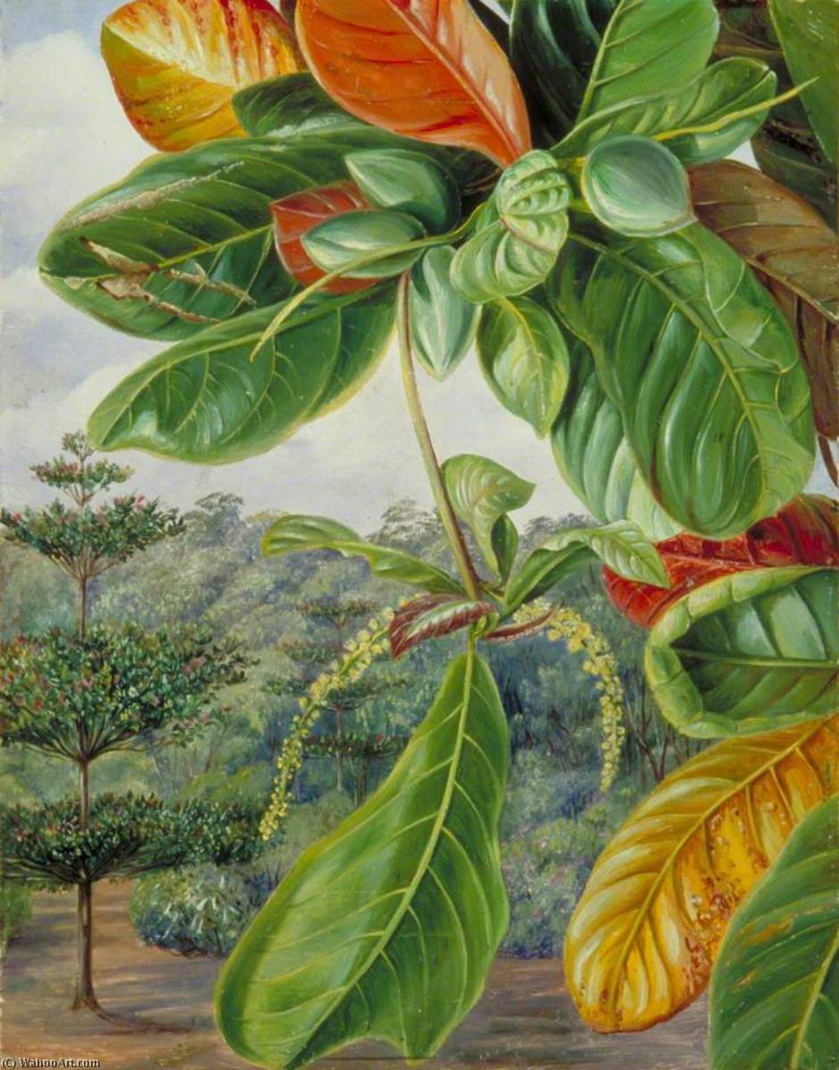 Wikioo.org - The Encyclopedia of Fine Arts - Painting, Artwork by Marianne North - Indian Almond