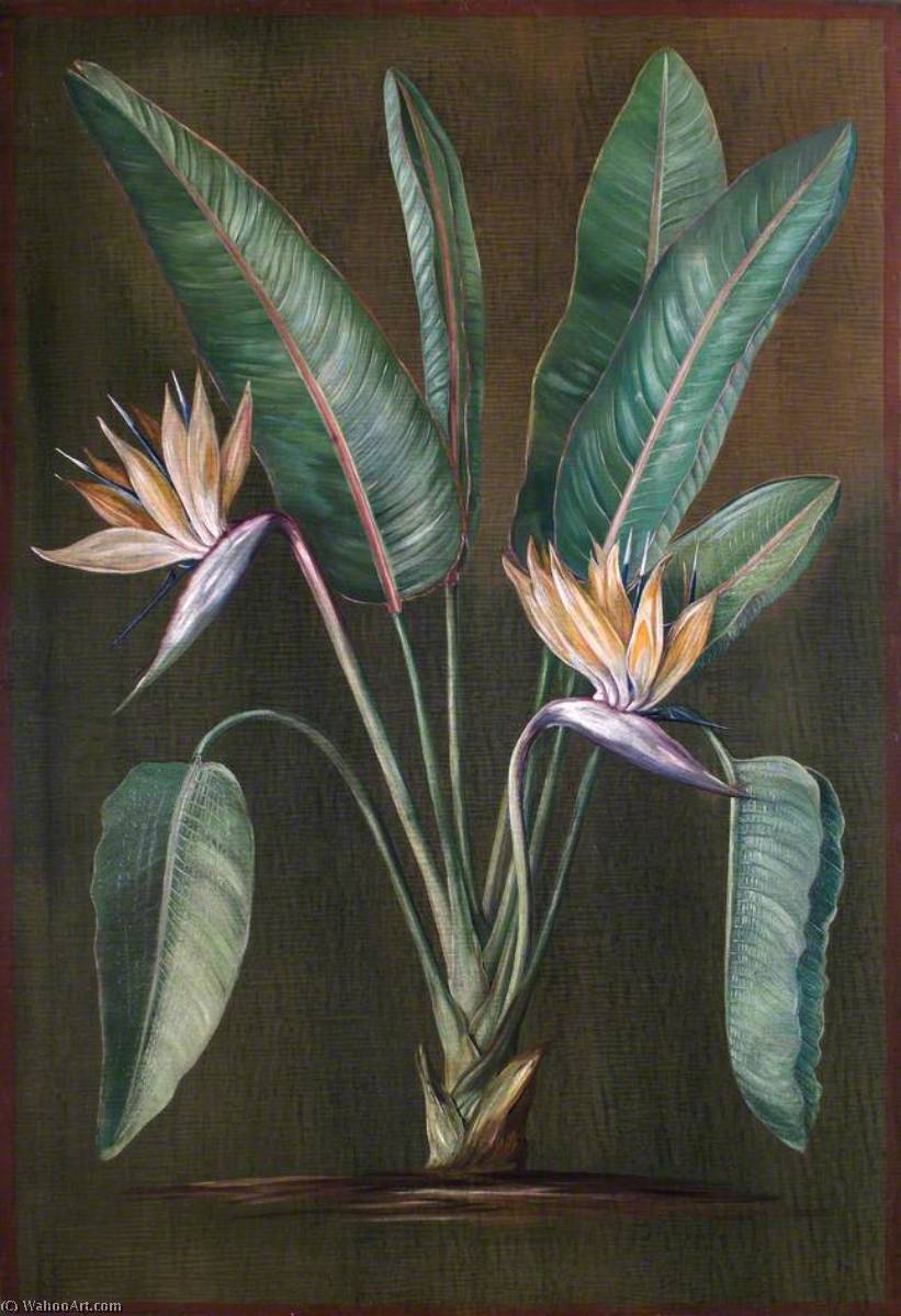Wikioo.org - The Encyclopedia of Fine Arts - Painting, Artwork by Marianne North - Strelitzia, a South African Plant