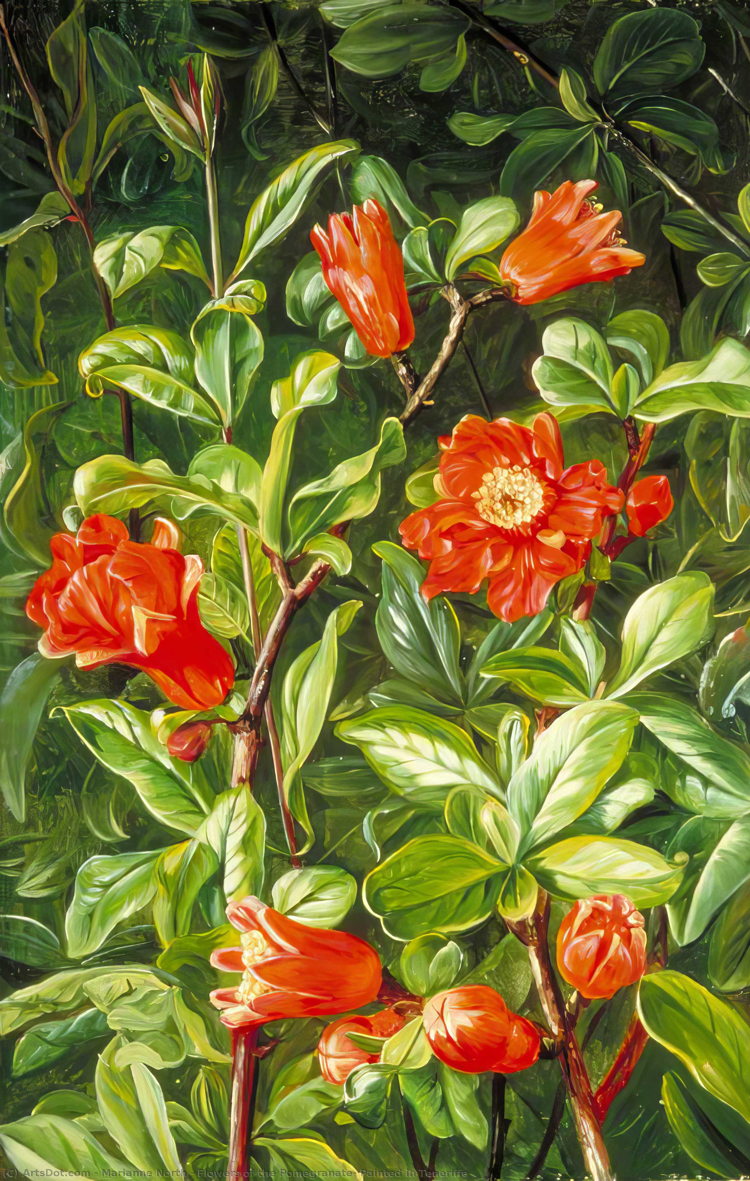 Wikioo.org – La Enciclopedia de las Bellas Artes - Pintura, Obras de arte de Marianne North - flores todaclasede  el  granada  pintadas  para  Tenerifa