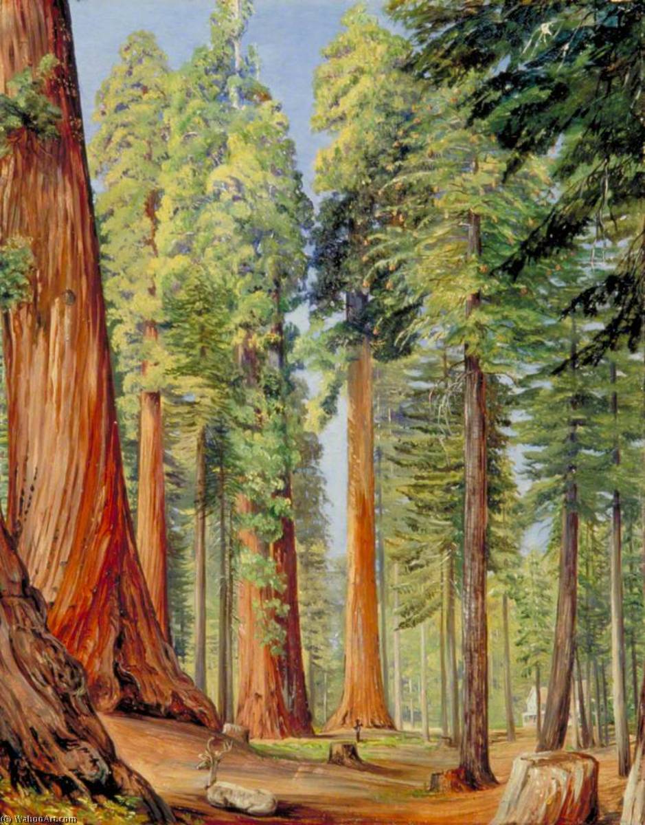 Wikioo.org - The Encyclopedia of Fine Arts - Painting, Artwork by Marianne North - The Calaveras Grove of the Big Tree or Wellingtonia, in the Evening